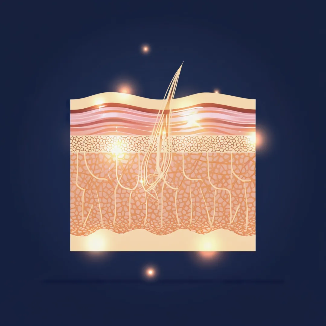 Illustrated cross-section of the skin's collagen and elastin structure at depth, showing reduced density with age